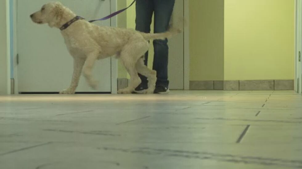 Dozens of Goldendoodles finding new homes after Juneau Co. breeder shuts down
