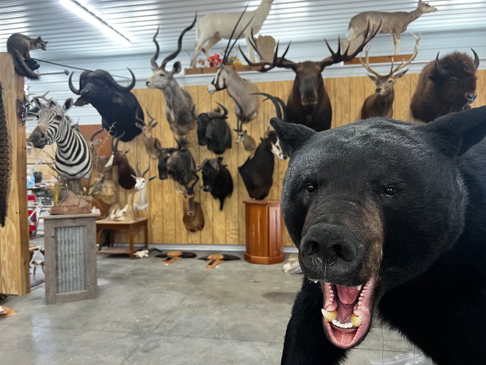 The dump buck was mounted at Nature's Touch Taxidermy located in Milton