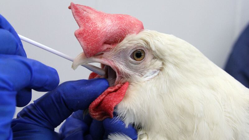 A chicken is tested for avian influenza from the Georgia Poultry Lab.