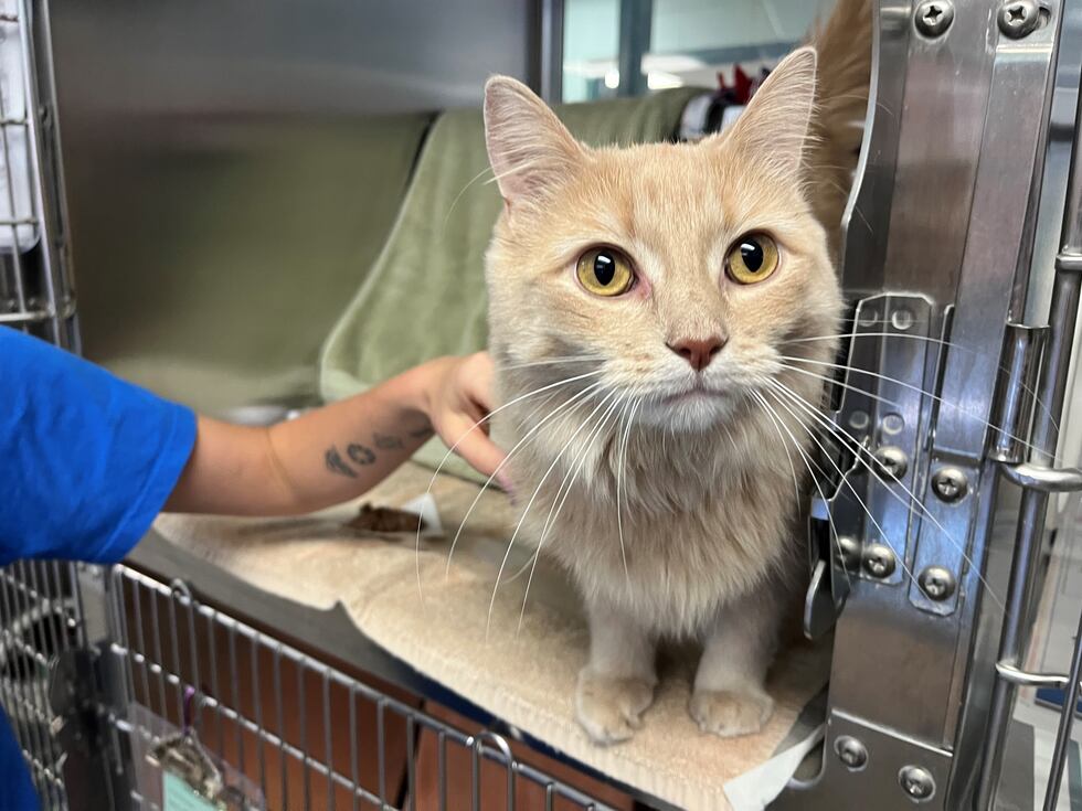 August is clear the shelter month in Dane County