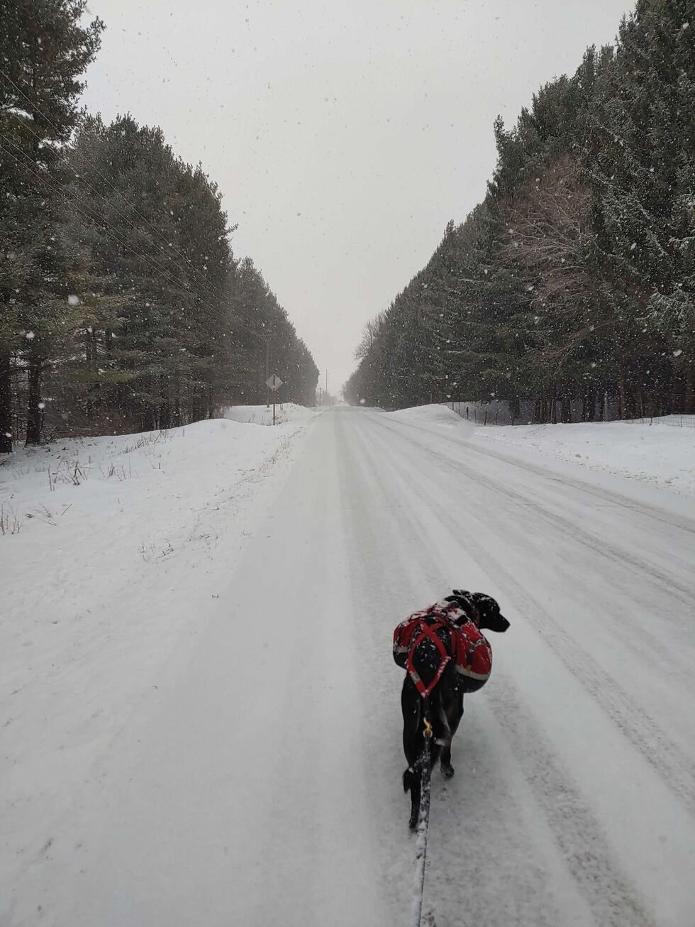 Diggins the Minnesotan sled dog hikes along a snowy road