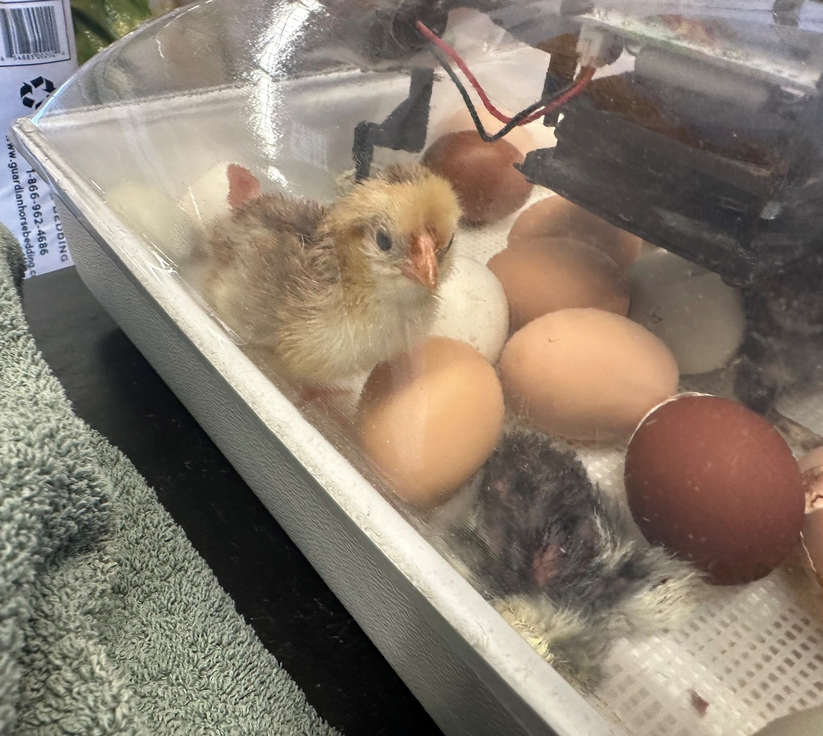 Baraboo Children's Museum hatches chicks just in time for Easter - Vimarsana News