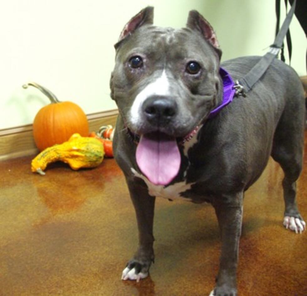 Chevy is a big dog with nothing but sweetness to give.