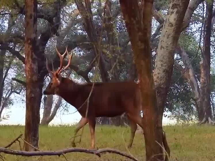 DNR accepting application for deer hunting program - Vimarsana News