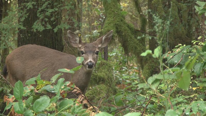 A grazing deer looks into the camera while walking through the wilderness