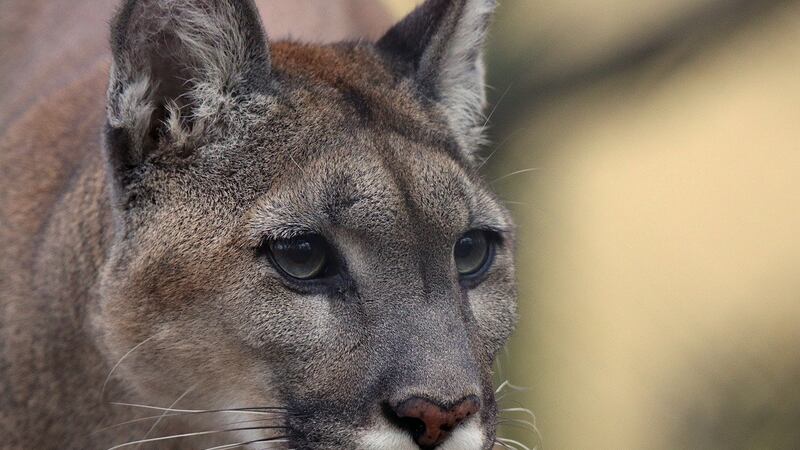 File: Cougar