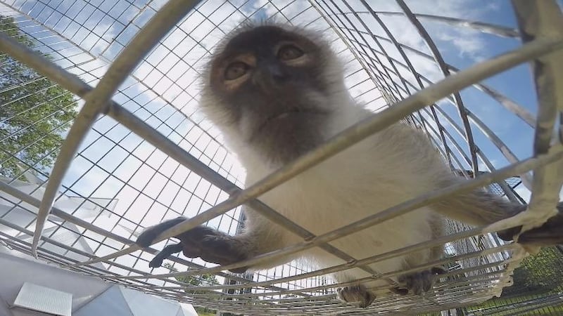 Bella, a former monkey that was a pet, is now living her life in a safe monkey sanctuary.