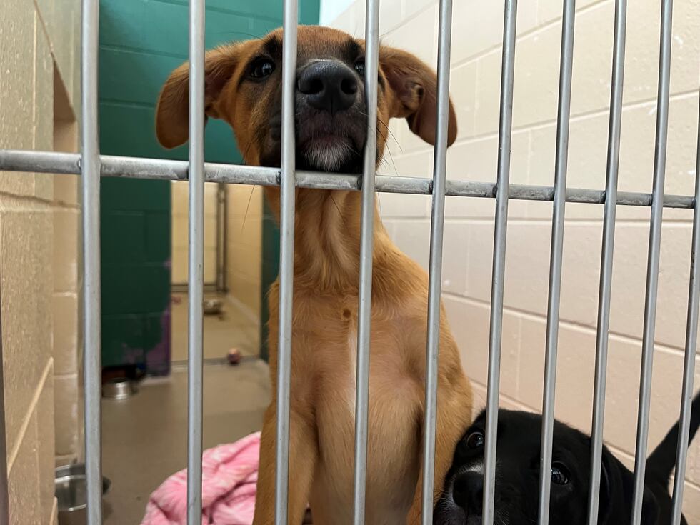 August is clear the shelter month in Dane County