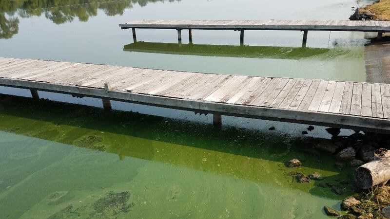 Blue-green algae was found in the Rock River and Lake Koshkonong.