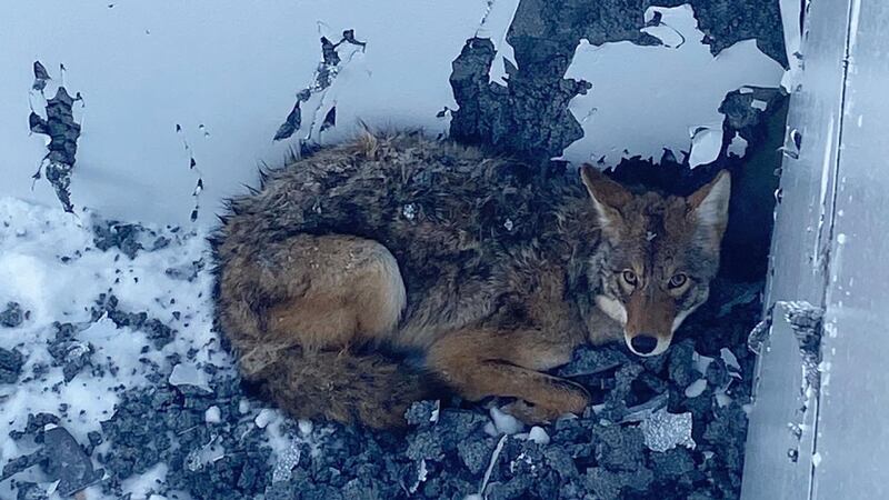 Two Dane Co. animal control officers are credited with saving this coyote from the basement of...