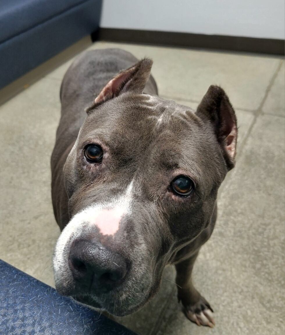 Chevy is a big dog with nothing but sweetness to give.