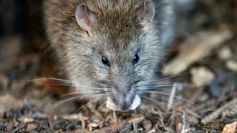 Rat (generic image)