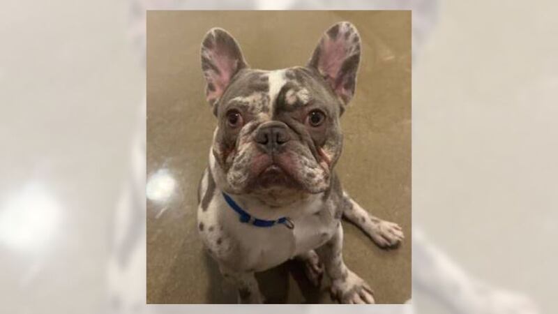 MPD received a call around 11:45 p.m. where a woman reported her French Bulldog, cash, and...