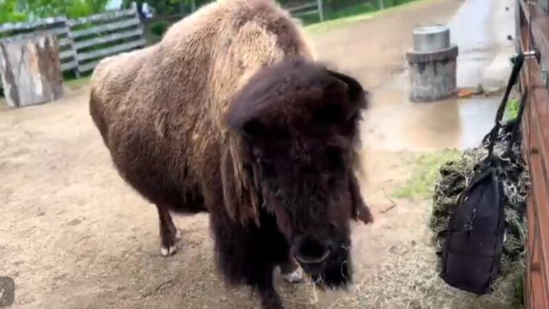 The Henry Vilas Zoo euthanized Beefcake the Bison two days before his 25th birthday.